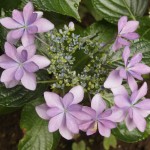 紫陽花