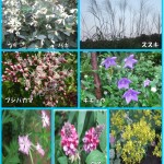 秋の七草