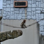 ダイナミック猿軍団