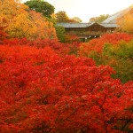 紅葉へ行こうよう