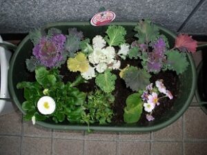 ⛄1年で最も寒い時期がやってきました。植物と共に四季を感じて🌷