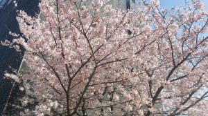 桜満開