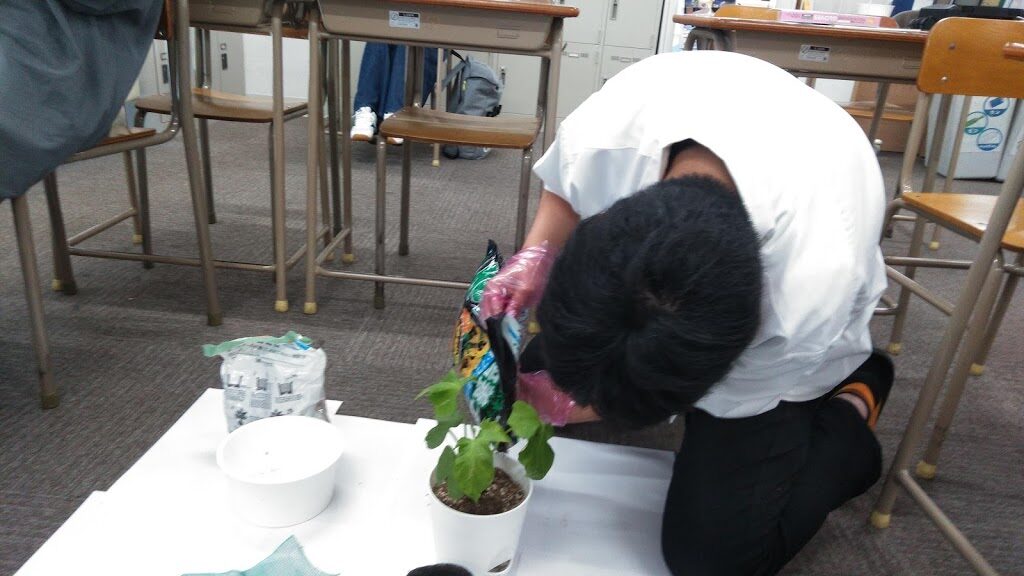 植物で感じる夏🌺