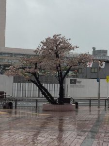 雨でも桜