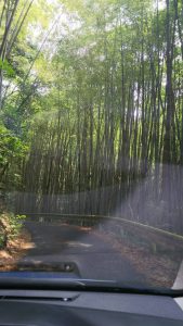 トンネルを抜けるとそこは竹林だった