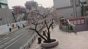 桜が咲く予感…