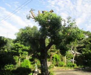 夏至の日に