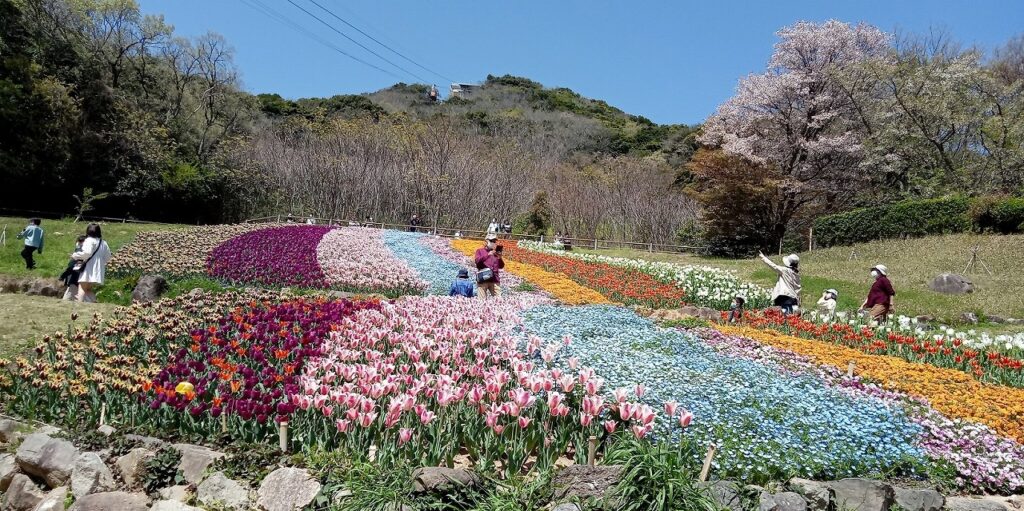 チューリップ園