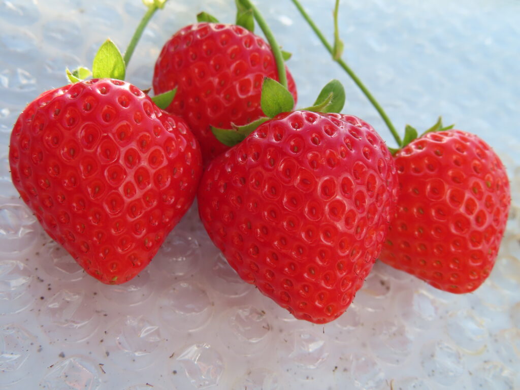 いちご狩り“遠足”🍓