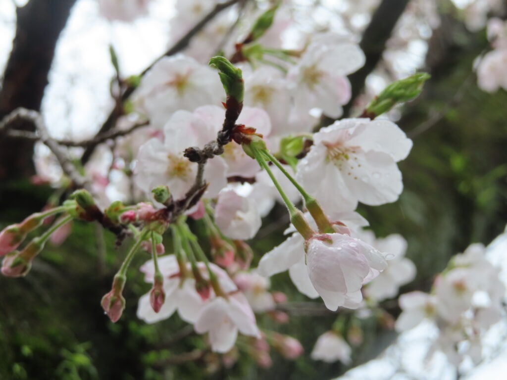 お花見です。