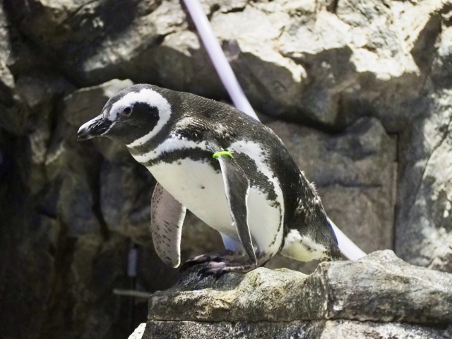 水族館遠足～私たちが知っておきたい海のSOS～
