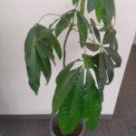 観葉植物の植え替えをしました！