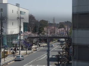 桜の開花