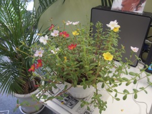 最近の夏休み