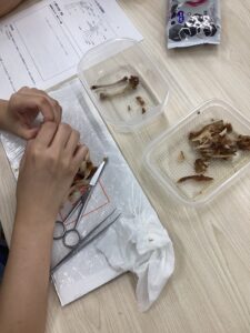 【横浜 通信制高校】手羽先を解剖！中等部で実物から学ぶ理科実験を行いました🔍