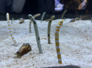 プラネタリウムと水族館に行ってきました！