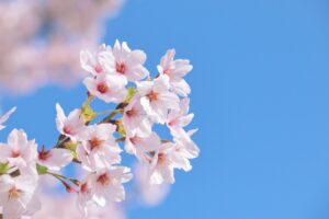 中3生必見！一般入試D日程願書受付中（3月19日必着まで）